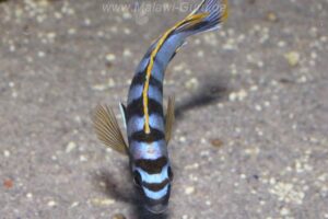 Labidochromis sp. 'mbamba' Mbamba Bay